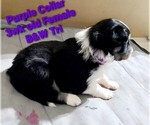 Small Photo #5 Border Collie Puppy For Sale in ELMENDORF, TX, USA