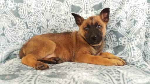Medium Photo #3 Malinois Puppy For Sale in LANCASTER, PA, USA