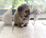 Small #3 Pomeranian