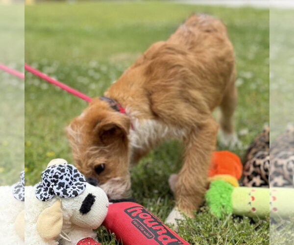 Medium Photo #3 Mutt Puppy For Sale in Yardley, PA, USA