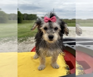 Morkie Puppy for sale in LANCASTER, MO, USA