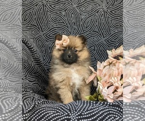 Pomeranian Puppy for sale in QUARRYVILLE, PA, USA