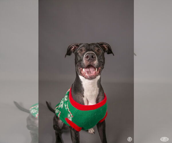 Medium Photo #10 Labrador Retriever-Unknown Mix Puppy For Sale in Princeton, MN, USA