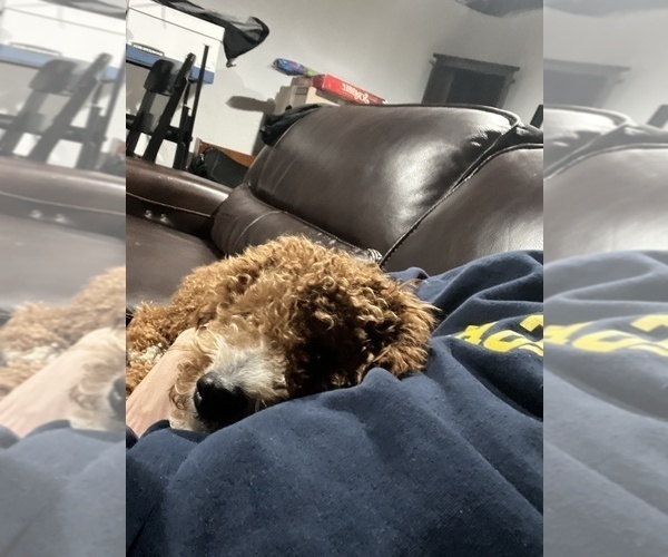 Medium Photo #3 Cavapoo Puppy For Sale in TRENTON, MI, USA
