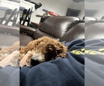 Small #2 Cavapoo