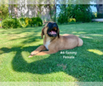 Small #13 American Mastiff-Saint Bernard Mix