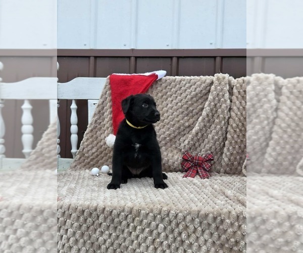 Medium Photo #5 Labrador Retriever Puppy For Sale in HAMILTON, MO, USA
