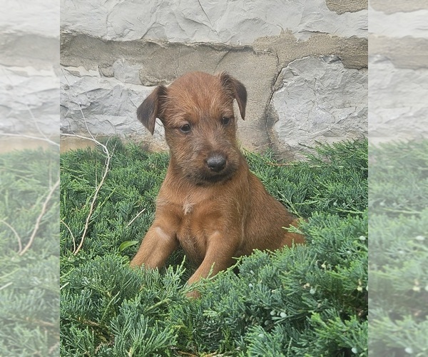 Medium Photo #17 Irish Terrier Puppy For Sale in WATERLOO, NY, USA
