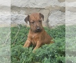 Small Photo #17 Irish Terrier Puppy For Sale in WATERLOO, NY, USA