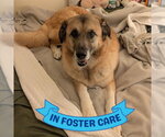 Small #4 Anatolian Shepherd Mix
