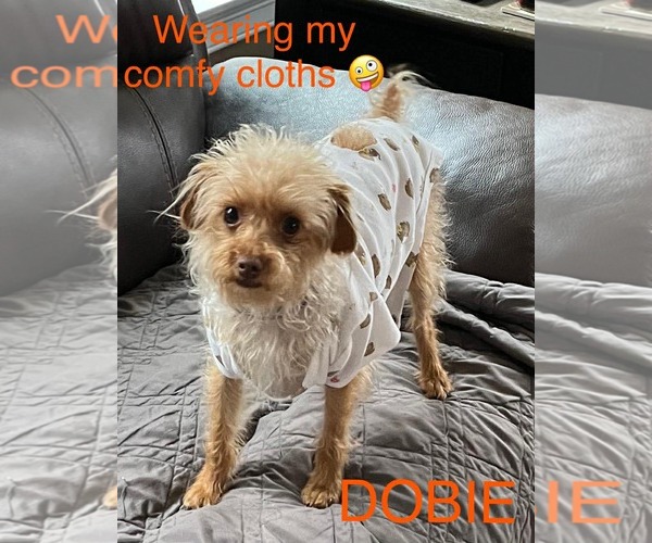 Medium Photo #2 Mutt Puppy For Sale in pomfret, CT, USA