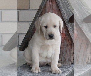 Labrador Retriever Puppy for sale in FREDERICKSBURG, OH, USA