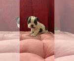 Small #2 French Bulldog