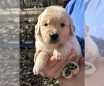 Puppy Alpine Golden Retriever