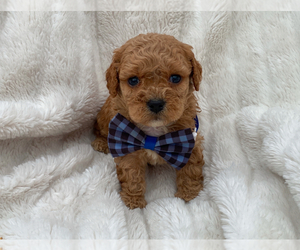 Cavapoo Puppy for sale in CAMPBELLSVILLE, KY, USA