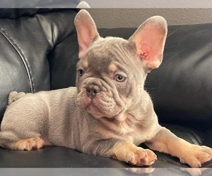 French Bulldog Puppy for sale in ARLINGTON, CA, USA