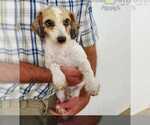 Small Photo #1 Aussiedoodle Miniature  Puppy For Sale in WATERLOO, SC, USA