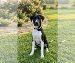 Small #1 Great Dane-Labrador Retriever Mix