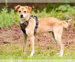 Small #7 Basenji Mix