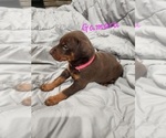 Small #19 Doberman Pinscher