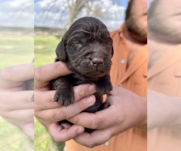 Medium Photo #2 Boykin Spaniel Puppy For Sale in AMBROSE, GA, USA