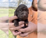 Small Photo #2 Boykin Spaniel Puppy For Sale in AMBROSE, GA, USA