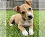 Small Mountain Cur Mix
