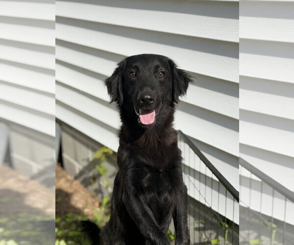 Medium Photo #2 Mutt Puppy For Sale in Virginia Beach, VA, USA