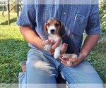 Puppy 6 Beagle