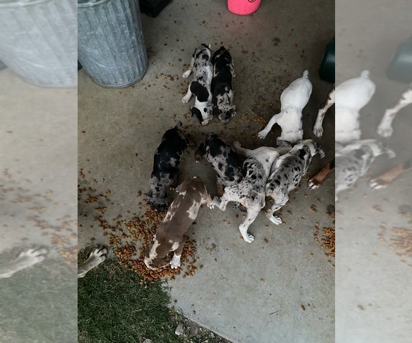 Medium Photo #1 Catahoula Leopard Dog Puppy For Sale in RUBY, SC, USA