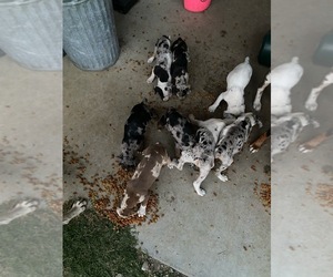 Catahoula Leopard Dog Litter for sale in RUBY, SC, USA