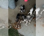 Small Catahoula Leopard Dog