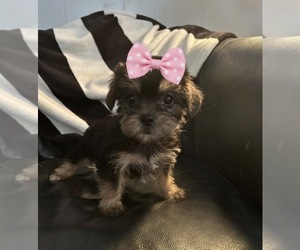 Shorkie Tzu Puppy for sale in VIRGINIA BEACH, VA, USA