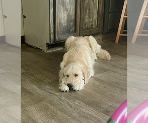 Mother of the English Cream Golden Retriever puppies born on 06/03/2025