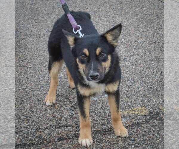 Medium Photo #4 Feist Terrier-German Shepherd Dog Mix Puppy For Sale in Huntley, IL, USA