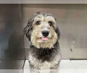 Benji - Male Aussiedoodle Miniature  Dog for Adoption - Photo #4