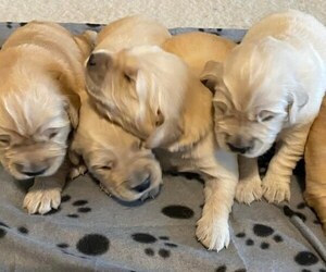 Golden Retriever Puppy for sale in CHINA SPRING, TX, USA