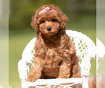 Puppy Scarlett Poodle (Miniature)