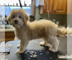 Poodle (Miniature) Puppy for sale in SILVER LAKE, IN, USA