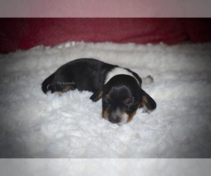 Dachshund Puppy for sale in GRAYSON, LA, USA