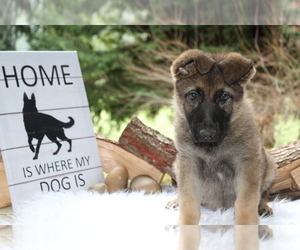 German Shepherd Dog Puppy for Sale in OAKLAND, Oregon USA