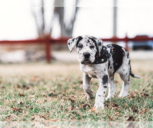 Great Dane Puppy for sale in JAMESTOWN, NY, USA