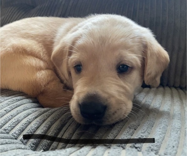 Medium Photo #10 Labrador Retriever Puppy For Sale in PRINCETON, MN, USA