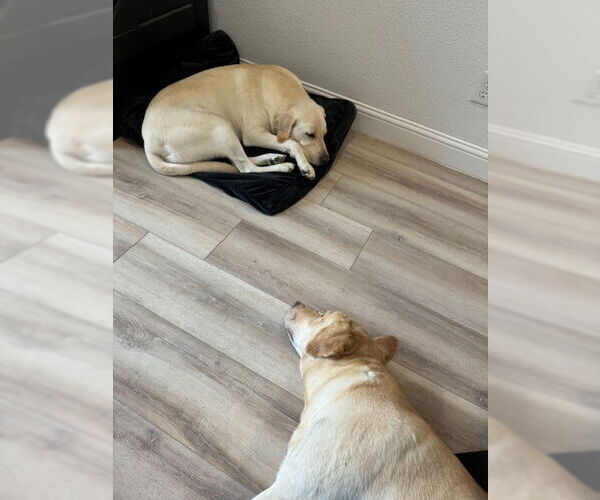 Medium Photo #2 Mutt Puppy For Sale in Denton, TX, USA