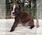 Small #6 Boxer