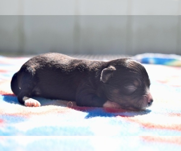 Medium Photo #2 Miniature Australian Shepherd Puppy For Sale in PALM COAST, FL, USA