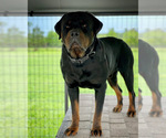 Small Photo #1 Rottweiler Puppy For Sale in LAKELAND, FL, USA