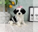 Small #6 Maltipoo (Toy)