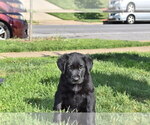 Small Photo #7 Golden Shepherd Puppy For Sale in HYATTSVILLE, MD, USA