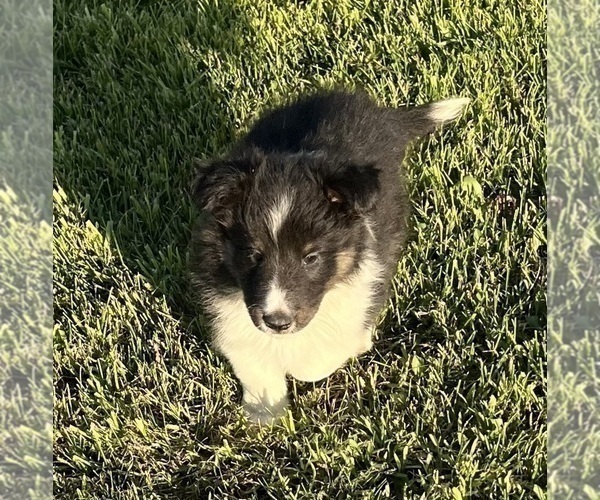 Medium Photo #21 Shetland Sheepdog Puppy For Sale in FORT MORGAN, CO, USA